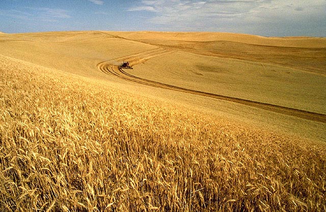 Large farms