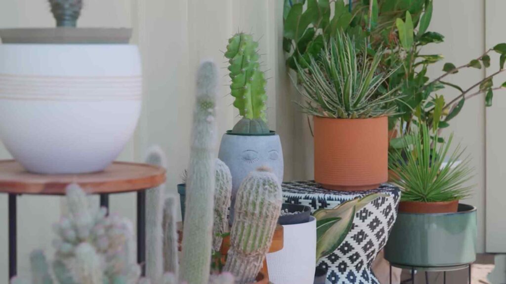 bretman rock house plants