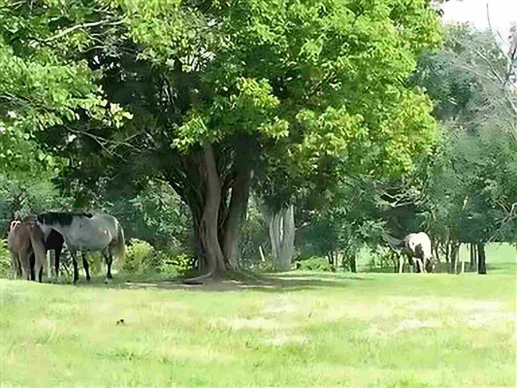 Trees outside the joe burrow house