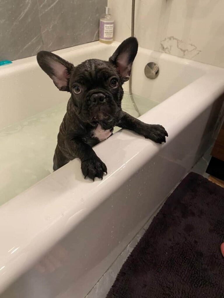 Kat Timpf's dog in her bathroom