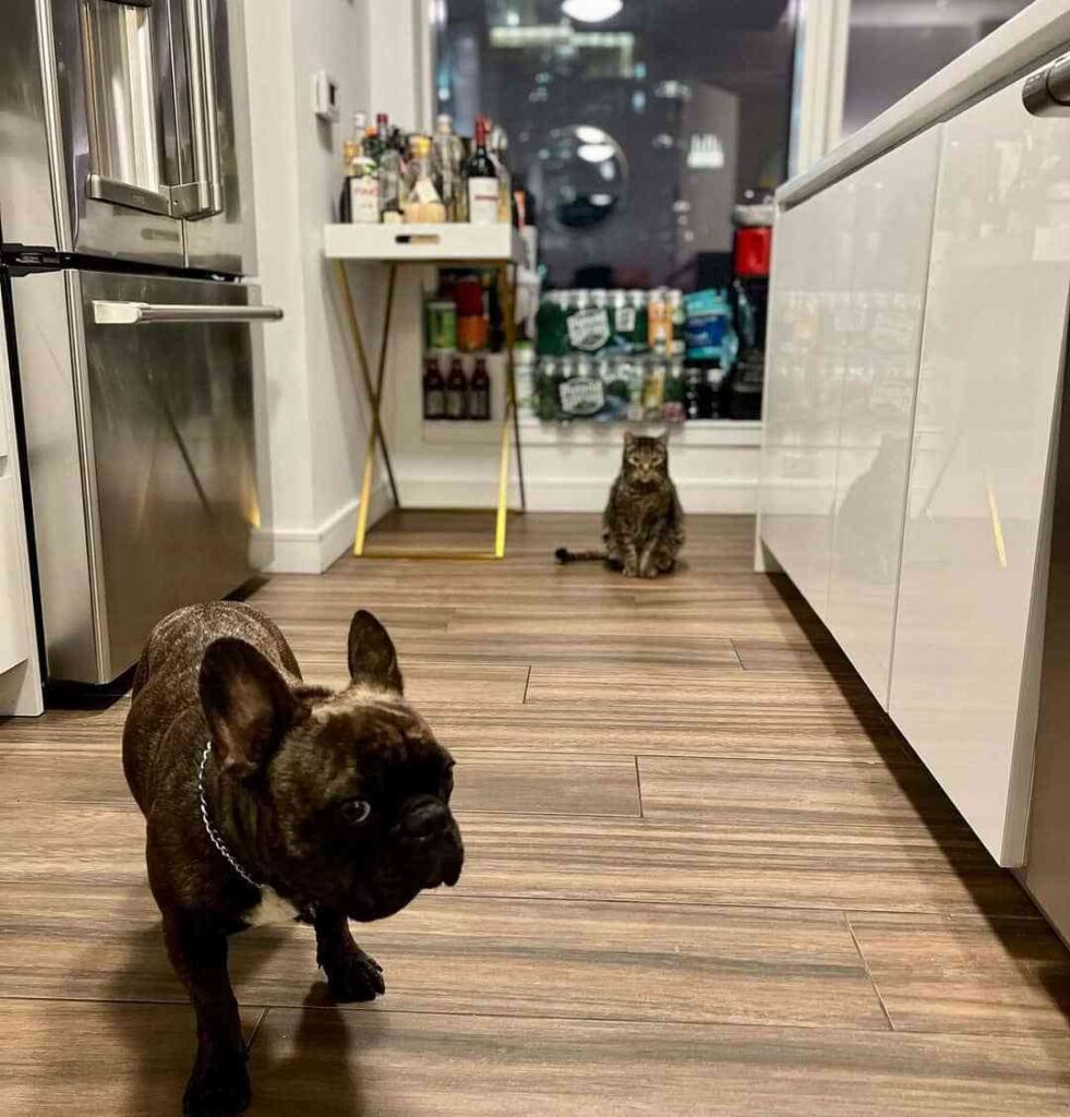 image of her pets in THE kitchen