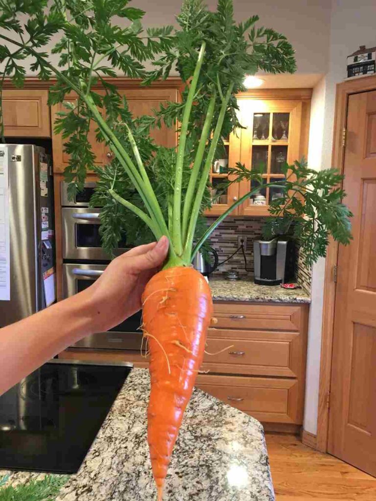Width of a Large Carrot